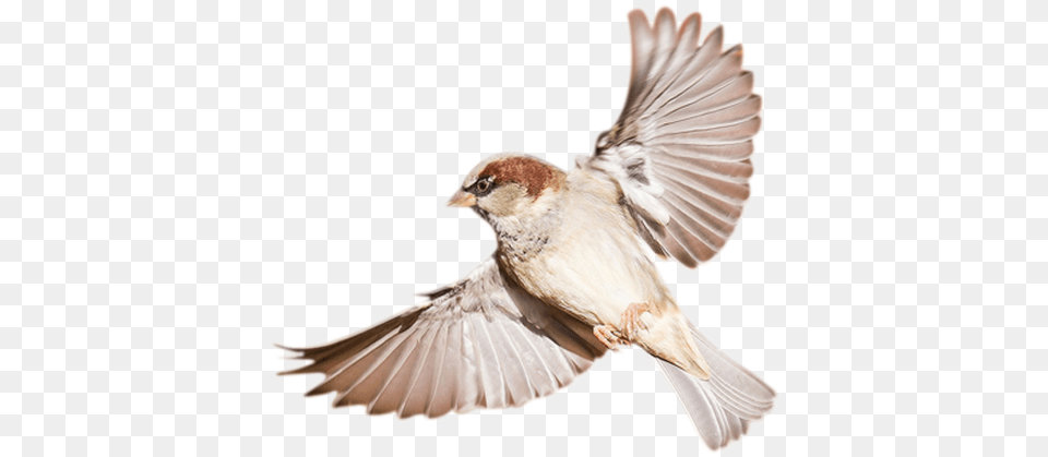 Bird Sparrow Birds, Animal, Finch Png