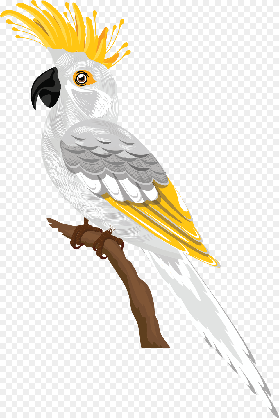 Bird Species Cartoon, Animal, Parrot Png