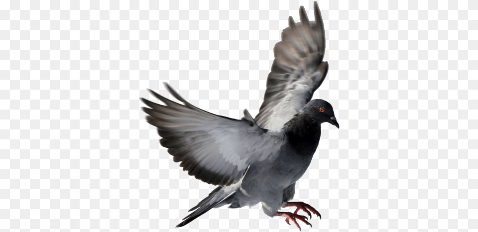 Bird Spikes Installation Service Pigeon, Animal, Dove Png Image