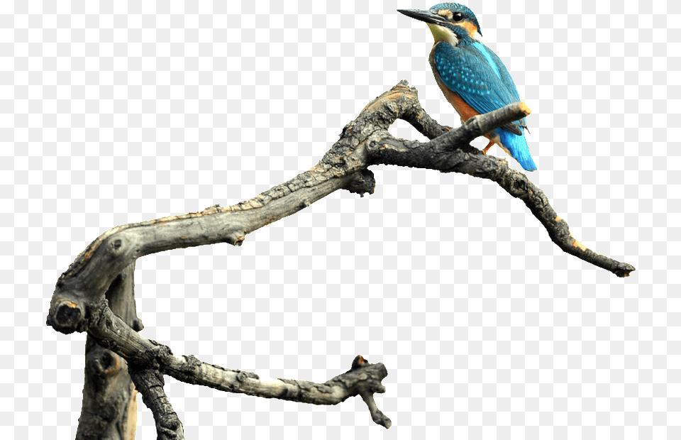 Bird Standing On The Trunk Transparent Bird, Animal, Beak, Bee Eater, Jay Png Image