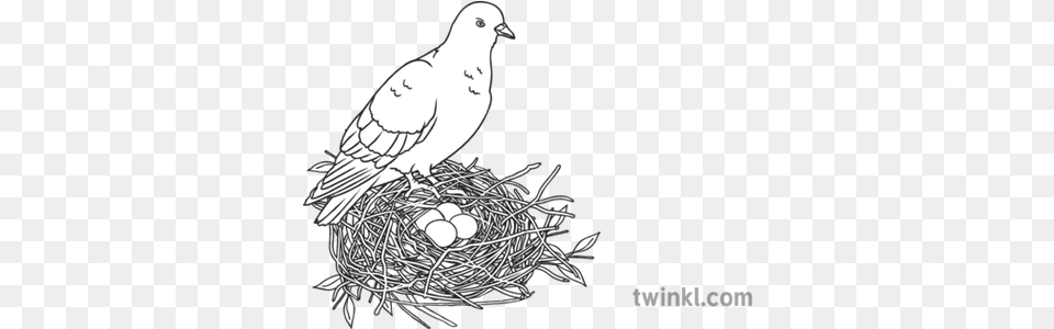 Bird Standing Over Nest Of Four Eggs Sensory Sen Ks1 Bird, Animal, Pigeon Png