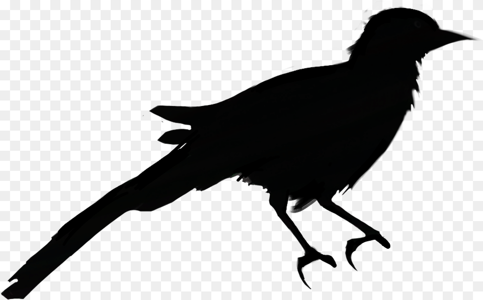 Bird Sticker American Crow, Silhouette, Animal, Blackbird Free Transparent Png