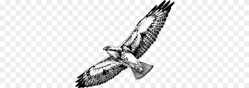 Bird Swainsons Hawk Drawing Line Art, Gray Free Png Download