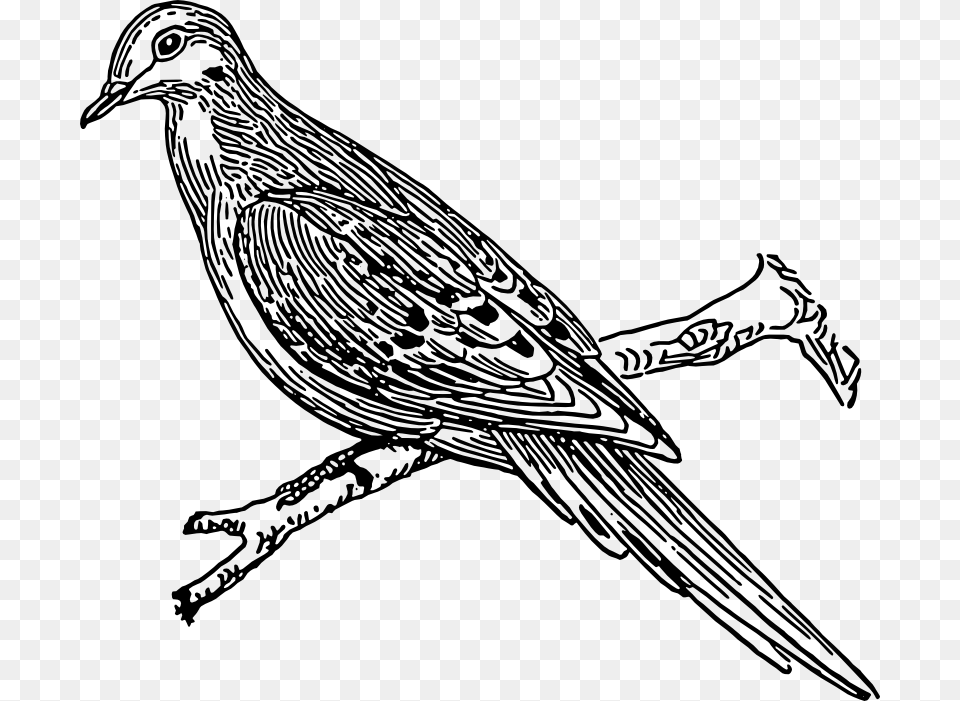 Bird Tail Drawing Outline Image Of Cuckoo, Art, Animal Png
