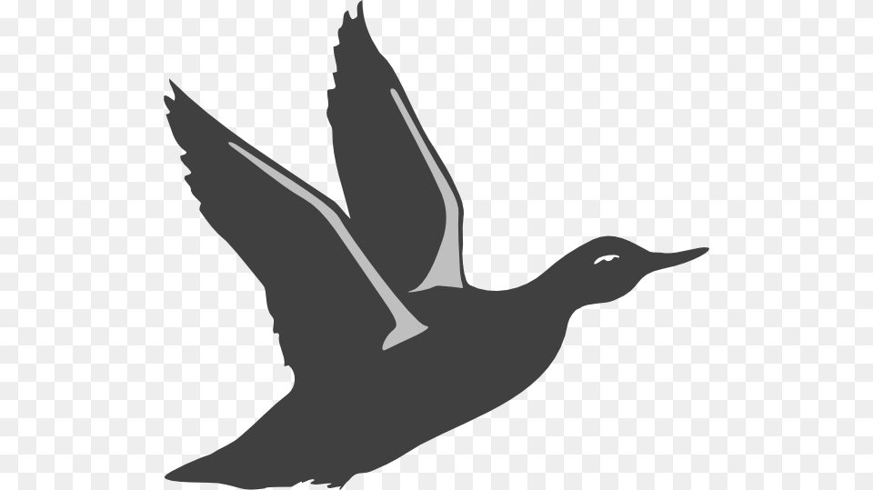 Bird Taking Off Clipart, Silhouette, Stencil, Animal, Fish Png Image