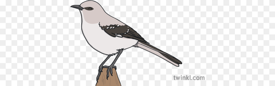 Bird Texas Florida Mississippi Arkansas Drawing Mississippi State Bird, Animal, Jay, Blade, Dagger Png Image