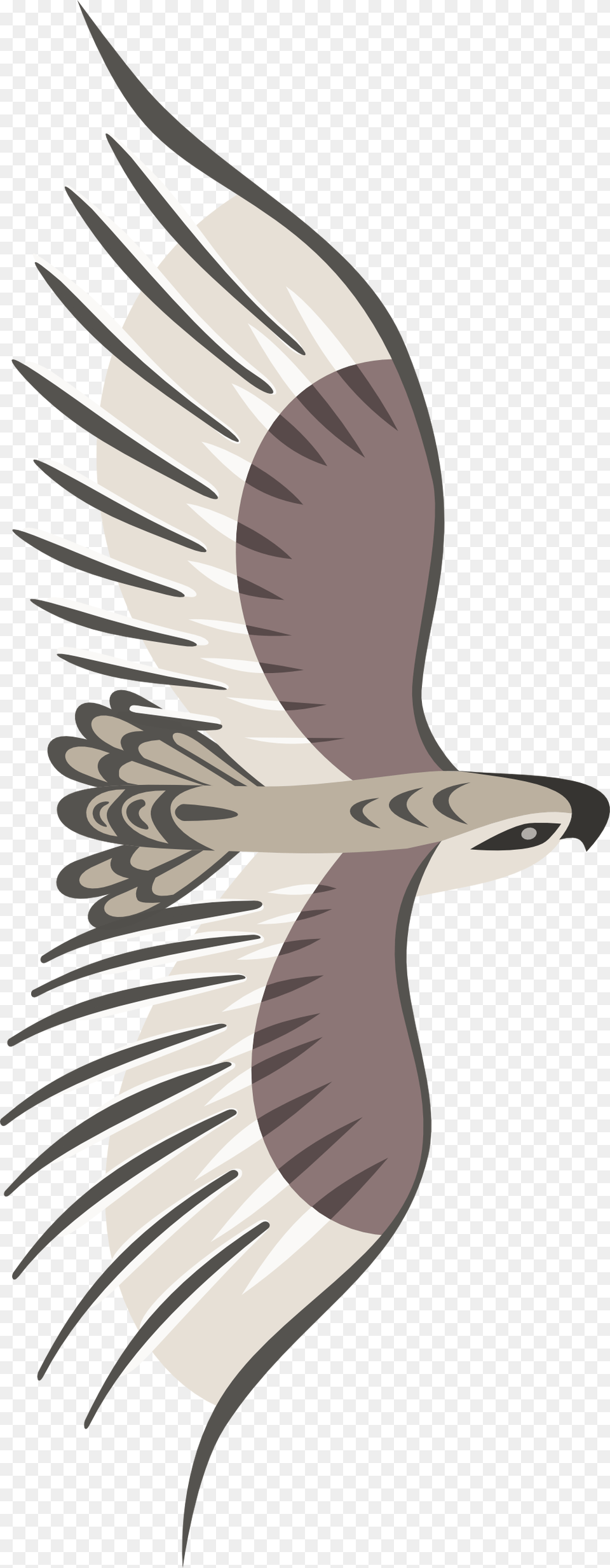 Bird Top View, Animal, Flying, Kite Bird, Accipiter Png Image