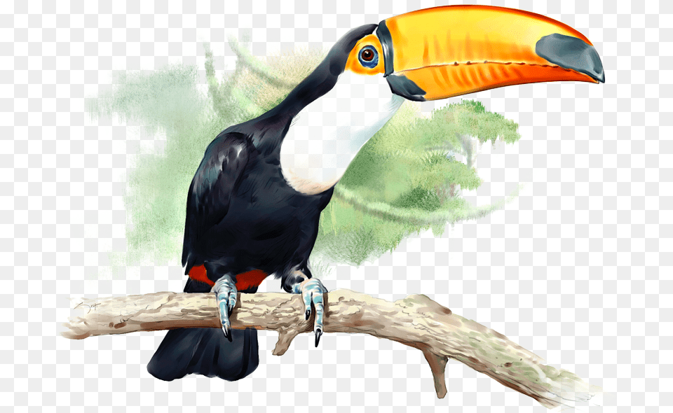 Bird Toucan Vertebrate Tucn, Animal, Beak Png