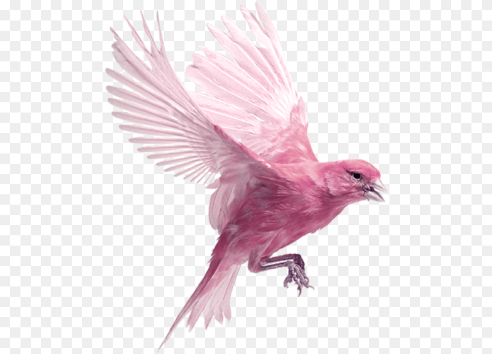 Bird Transparent, Animal, Finch Free Png