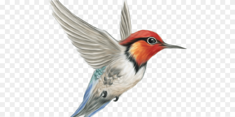 Bird Transparent Background, Animal, Beak, Bee Eater Free Png