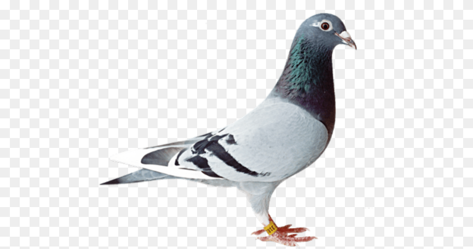 Bird Transparent Background For Free Download 10 Racing Pigeons, Animal, Pigeon, Dove Png