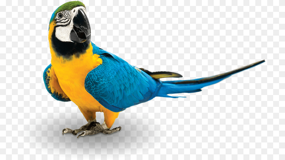 Bird Transparent Background Herbal Tea For Birds, Animal, Parrot, Macaw Free Png