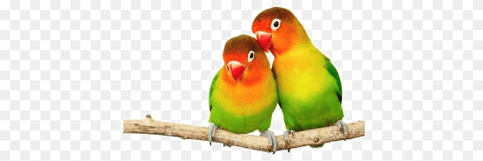 Bird Transparent Background Play Love Birds, Animal, Parakeet, Parrot Free Png