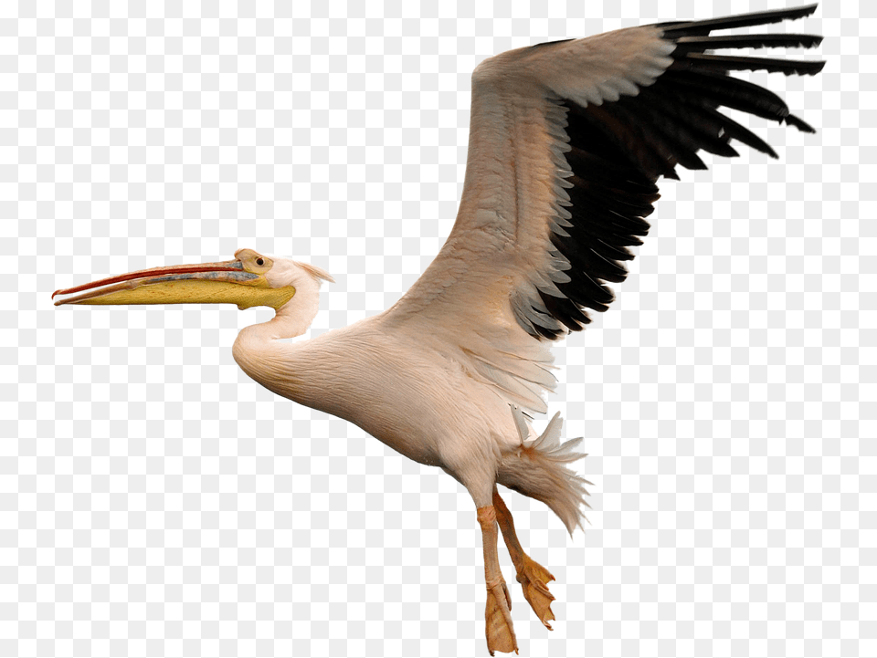 Bird Image Free1 Clipart Vectors Psd Pelican Bird, Animal, Beak, Waterfowl Free Transparent Png