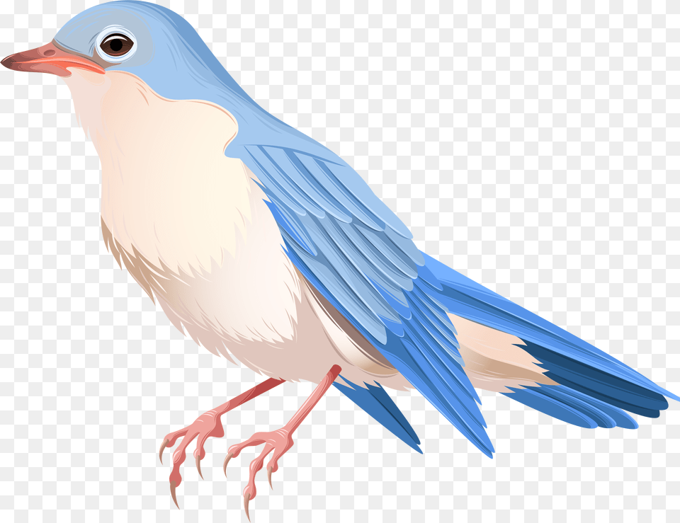 Bird Transparent Picture, Animal, Bluebird, Jay, Blue Jay Png