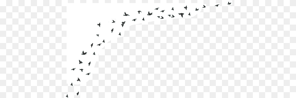 Bird Tumblr Transparent Flock, Silhouette, Animal, Text Free Png Download