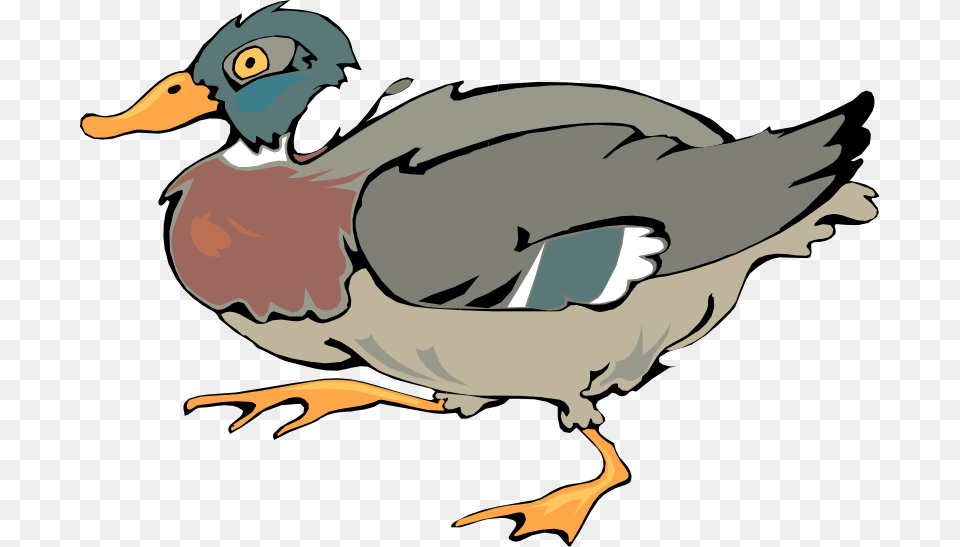 Bird Vector, Animal, Anseriformes, Waterfowl, Teal Free Png