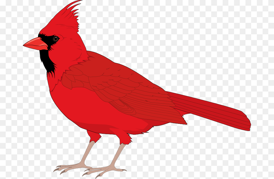 Bird Vector, Animal, Cardinal Free Transparent Png