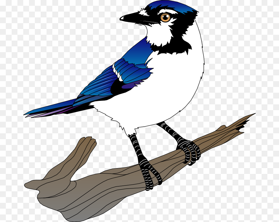 Bird Vector, Animal, Jay, Blue Jay, Bluebird Free Transparent Png