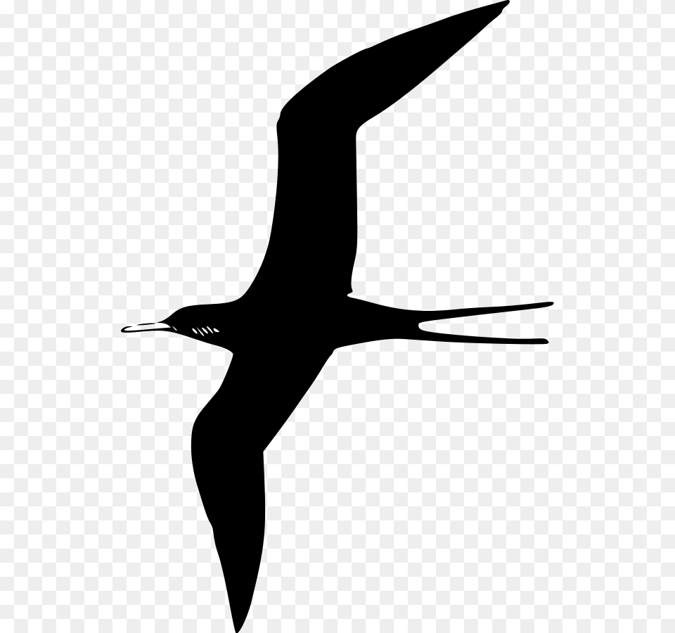 Bird Vector Birds Black Clipart, Gray Png Image