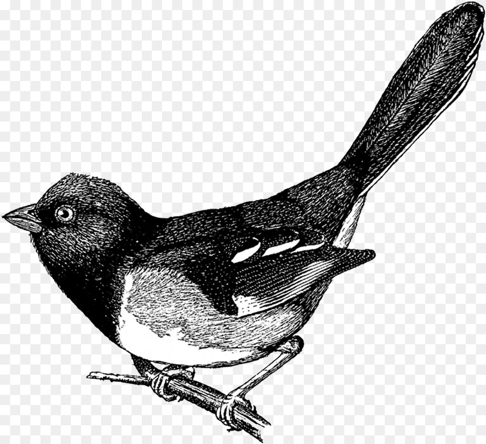 Bird Vintage Clipart, Animal, Finch, Blackbird Free Png Download