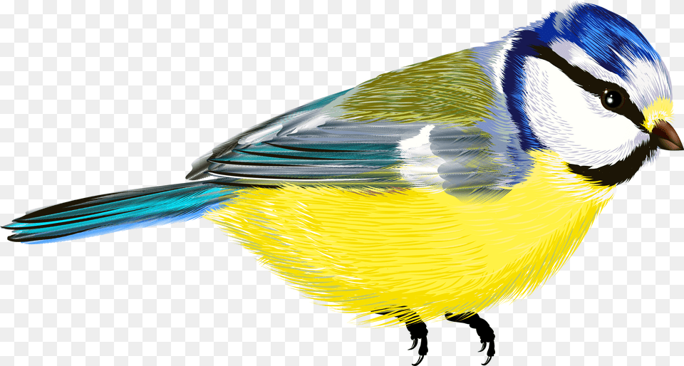 Bird Vogel Hintergrund, Animal, Finch, Jay Free Transparent Png