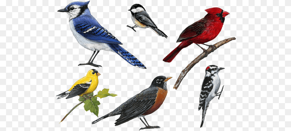 Bird Wall Decals, Animal, Beak, Finch, Jay Free Png Download