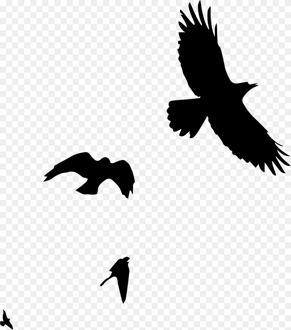 Bird Watching Hawk, Animal, Flying, Silhouette, Blackbird Png