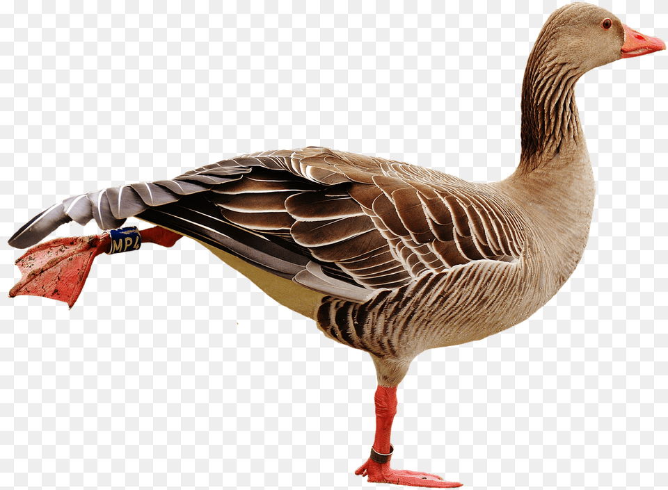 Bird Water, Animal, Goose, Waterfowl, Anseriformes Png Image