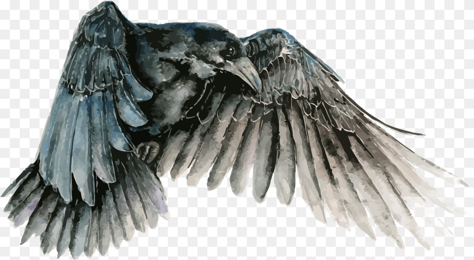 Bird Watercolor Painting Common Raven Drawing Raven Vector, Animal, Crow, Person, Blackbird Png