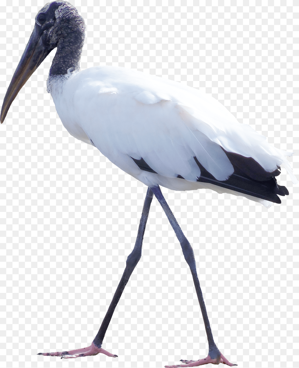 Bird White Stork Feather Clip Art Transparent Crane Bird, Animal, Waterfowl Png Image