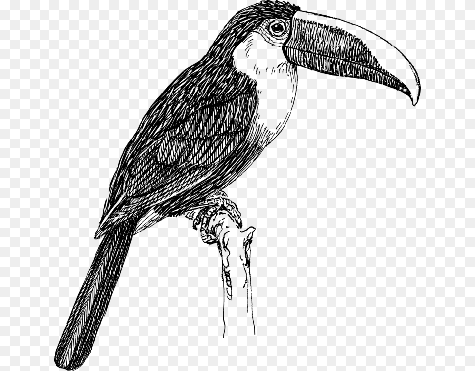 Bird White Throated Toucan Drawing Line Art, Gray Free Png