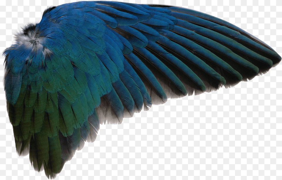 Bird Wing Bird Wing Transparent Background, Animal, Parrot Free Png Download