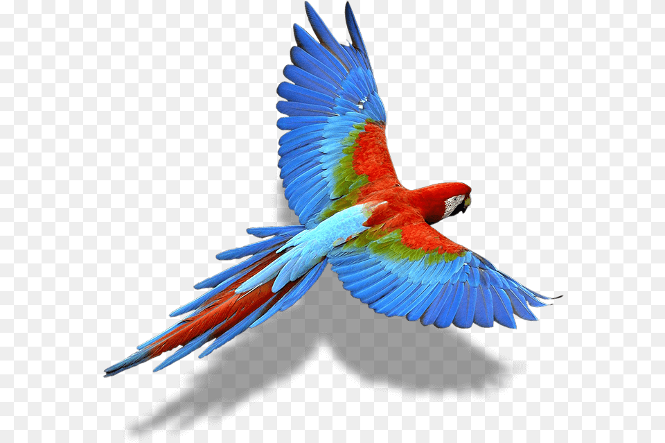 Bird Wing Colorful Flying Birds, Animal, Macaw, Parrot Png Image