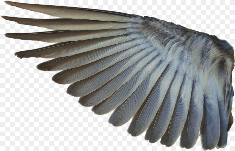 Bird Wing No Background, Animal, Flying, Pigeon Png