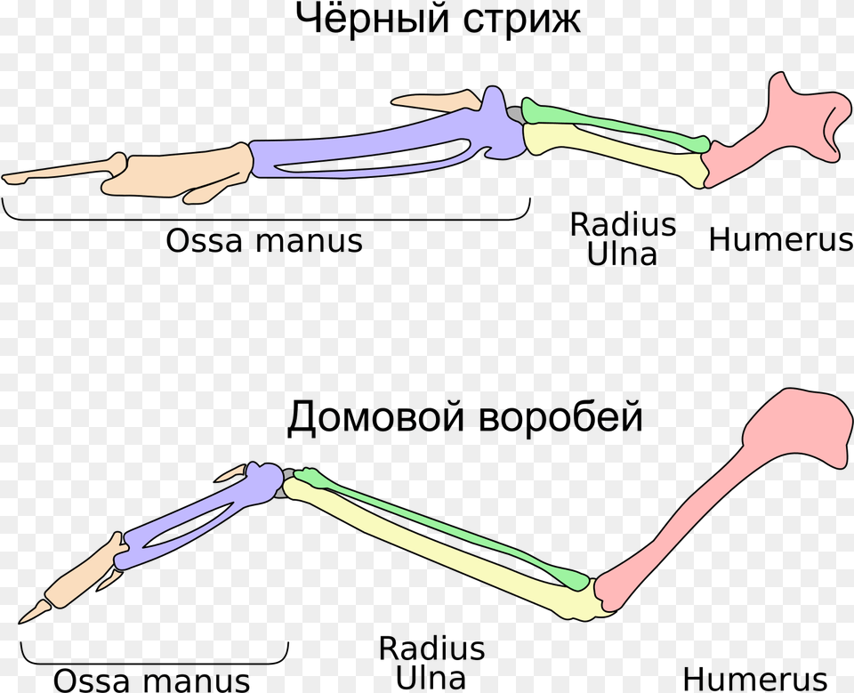 Bird Wing Skeleton, Blade, Dagger, Knife, Weapon Free Png