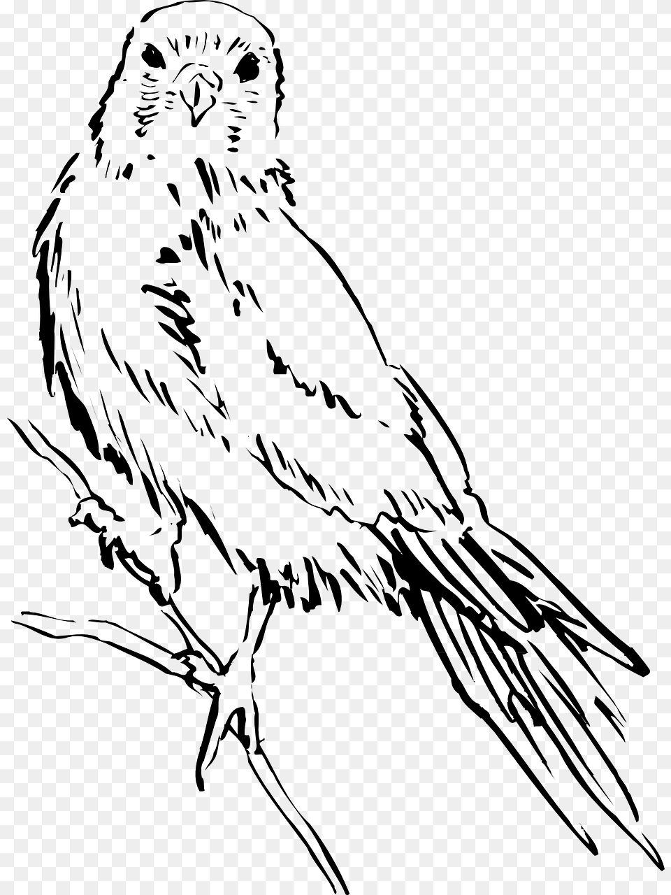 Bird Wings Bird Sketch, Silhouette, Cutlery, Fork, People Png Image