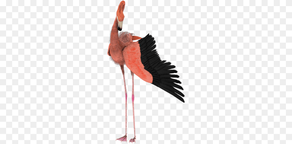 Bird Wings By Madetobeunique Flamingo39s Wings, Animal, Flamingo, Beak, Adult Free Transparent Png