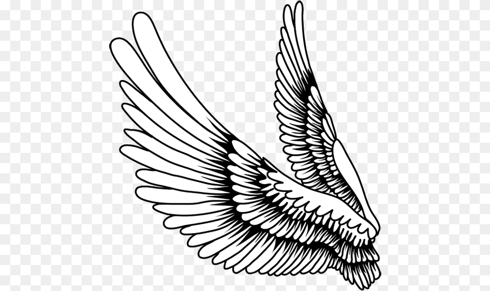 Bird Wings Images Transparent Bird Feather Art Drawing, Animal, Symbol Png