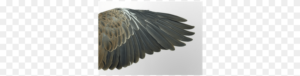 Bird Wings Isolated On White Background Poster Pixers Bird, Animal, Vulture Free Png
