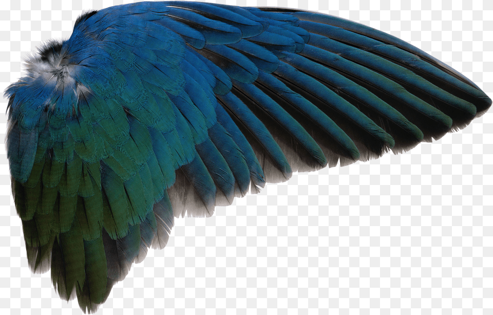 Bird Wings Transparent Bird Wings Free Png