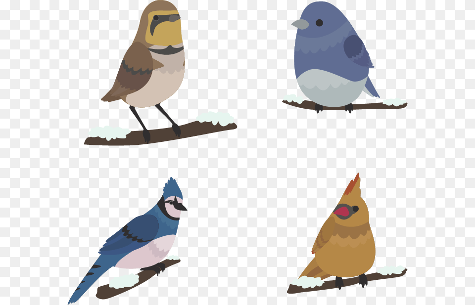Bird Winter Euclidean Vector Mountain Bluebird, Animal, Jay, Blue Jay Free Png Download
