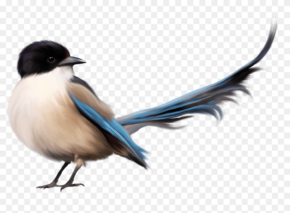 Bird With Blue Tail Clipart, Animal, Jay, Magpie Free Png Download