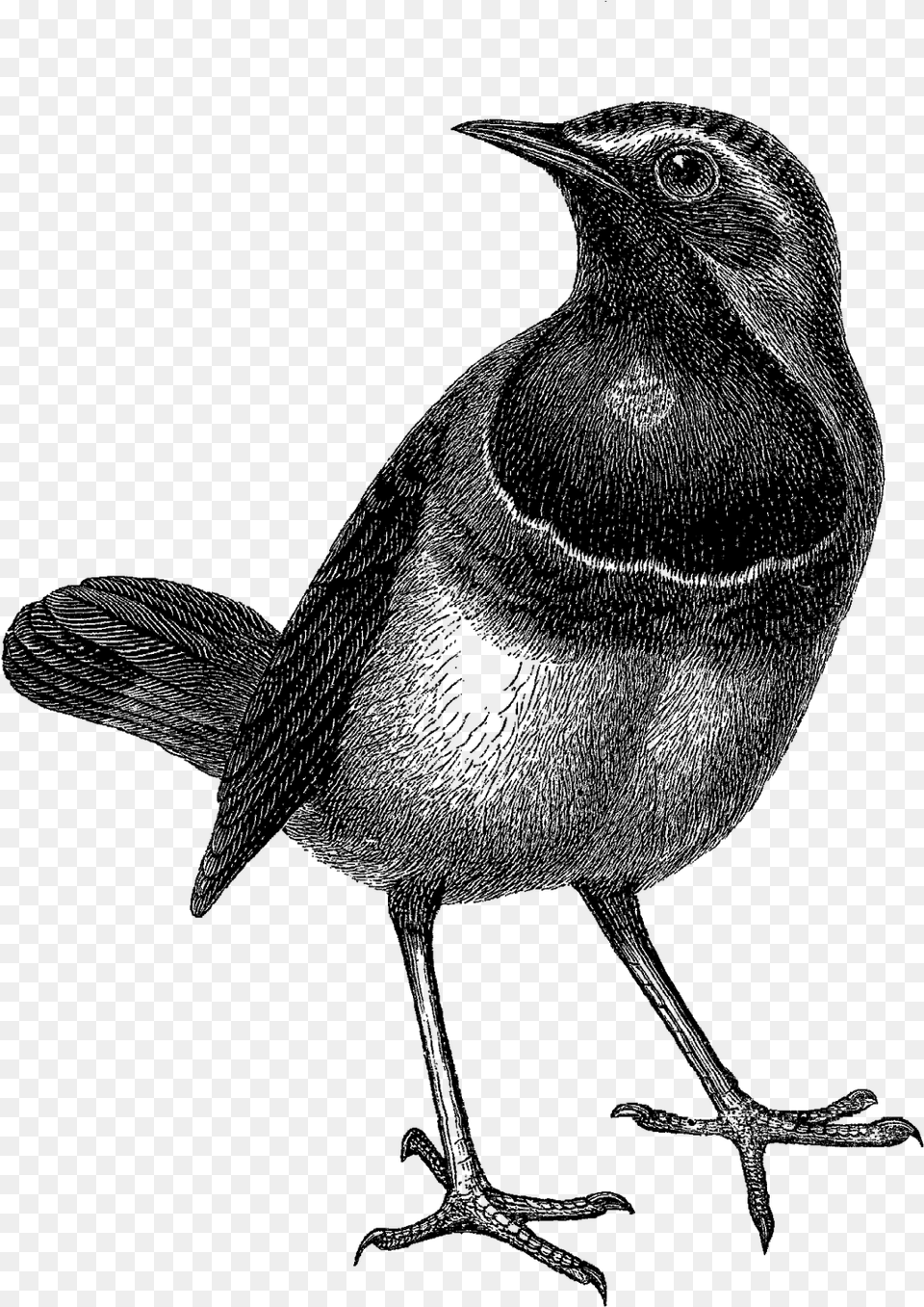 Bird With Crown, Animal, Blackbird, Silhouette, Person Free Transparent Png