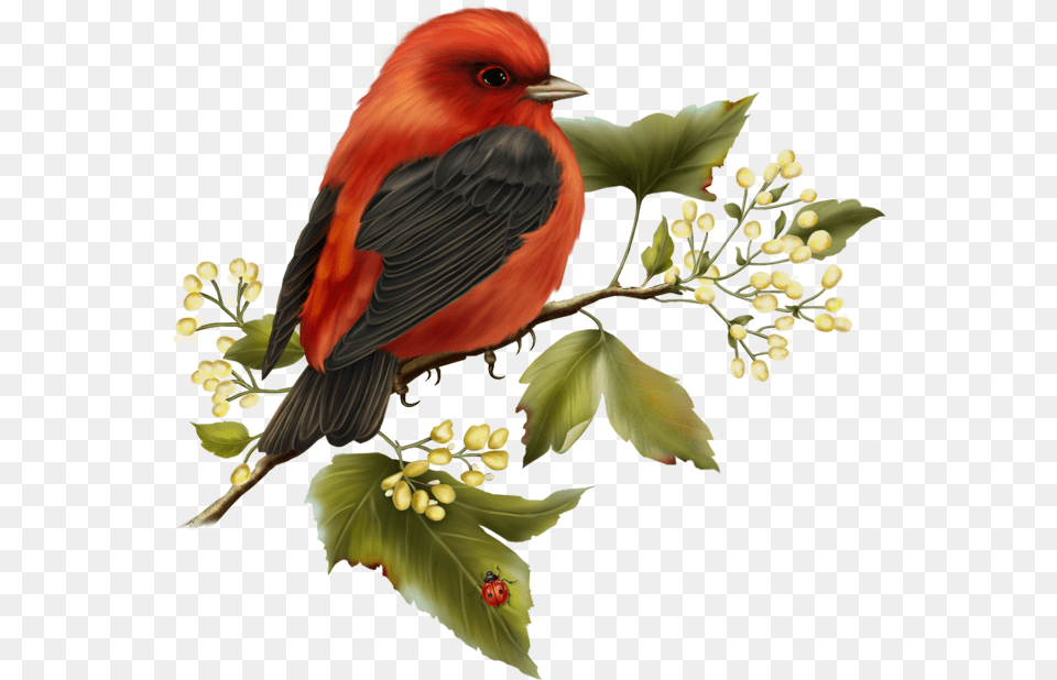 Bird With Flower Clipart Picture Library Red And Black Birds On Flowers Clipart, Animal, Finch, Flower Arrangement, Plant Free Png Download