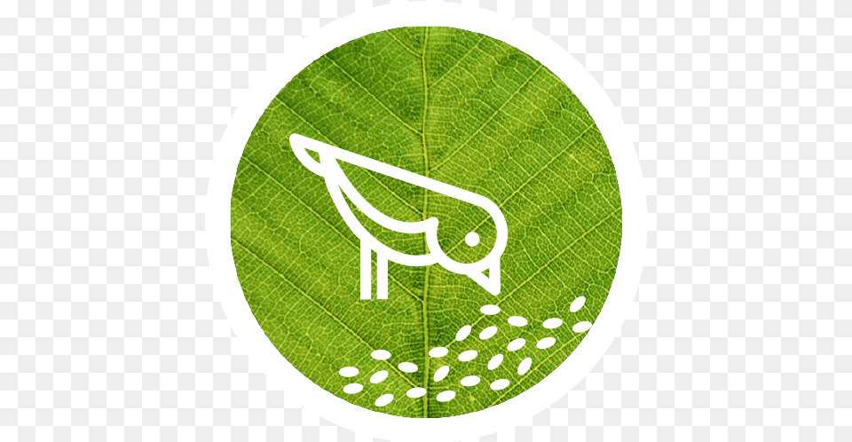 Bird With Green Circle Logo Emblem, Leaf, Plant, Disk Free Png Download