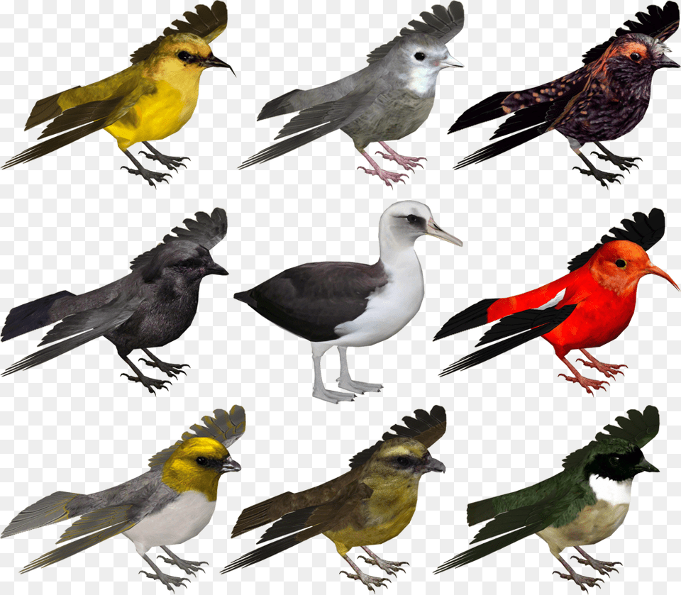 Bird Zoo Tycoon, Animal, Beak, Finch, Art Free Png Download