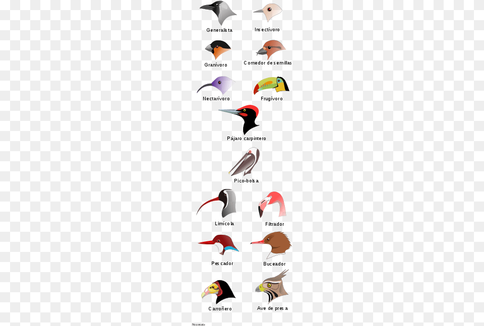 Birdbeaksa Es Svg Types Of Bird Heads, Animal, Beak, Art Free Png Download