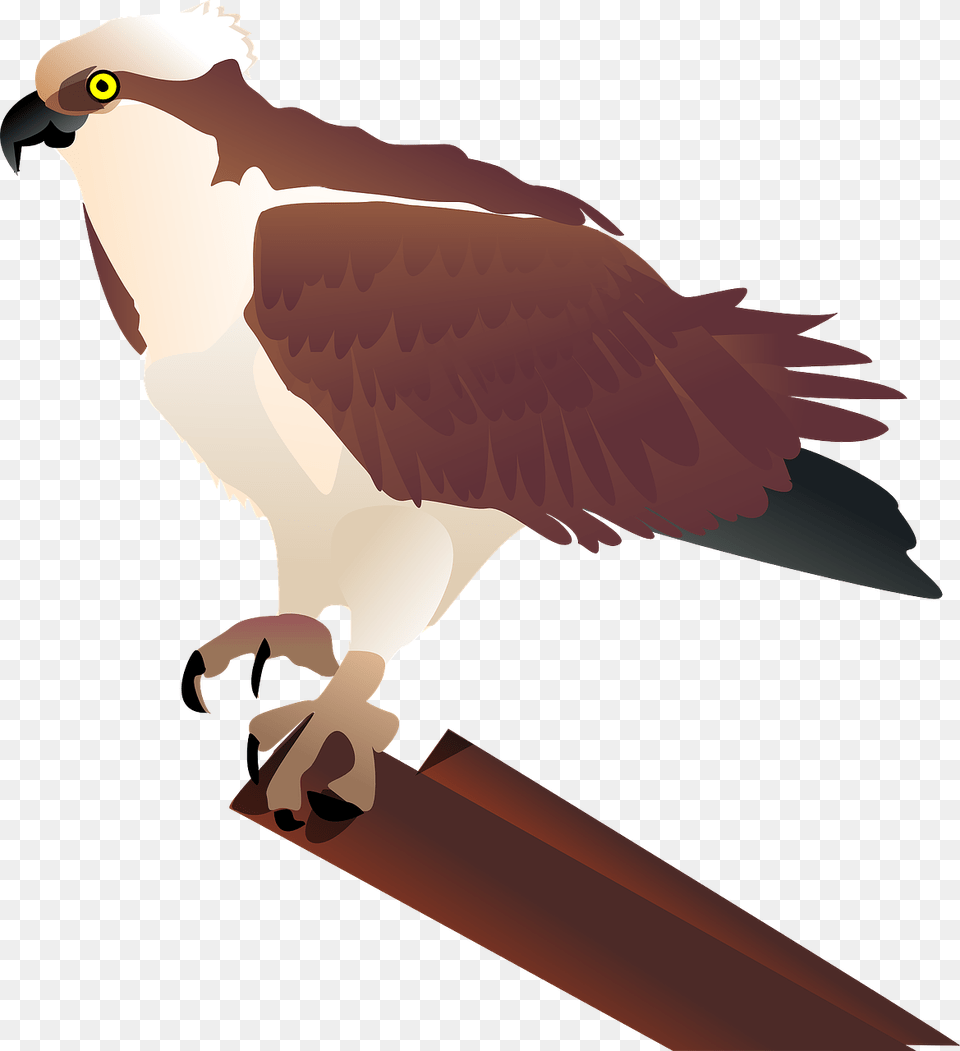 Birdbird Of Preybeak Ospreys Bird Clipart, Animal, Beak, Kite Bird, Vulture Free Transparent Png