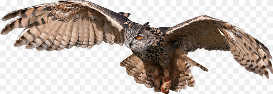 Birdbird Of Preywingospreyeastern Screech Owlbeakowlgolden Harry Potter Owl Flying, Animal, Bird Png Image